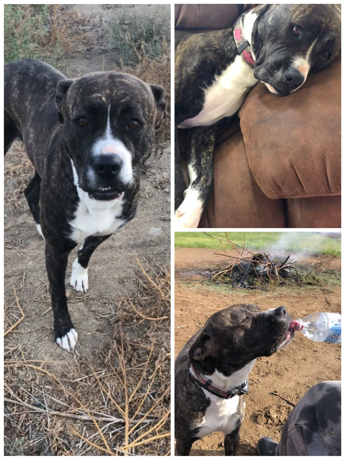 Lost dog in Quincy, WA, 98848