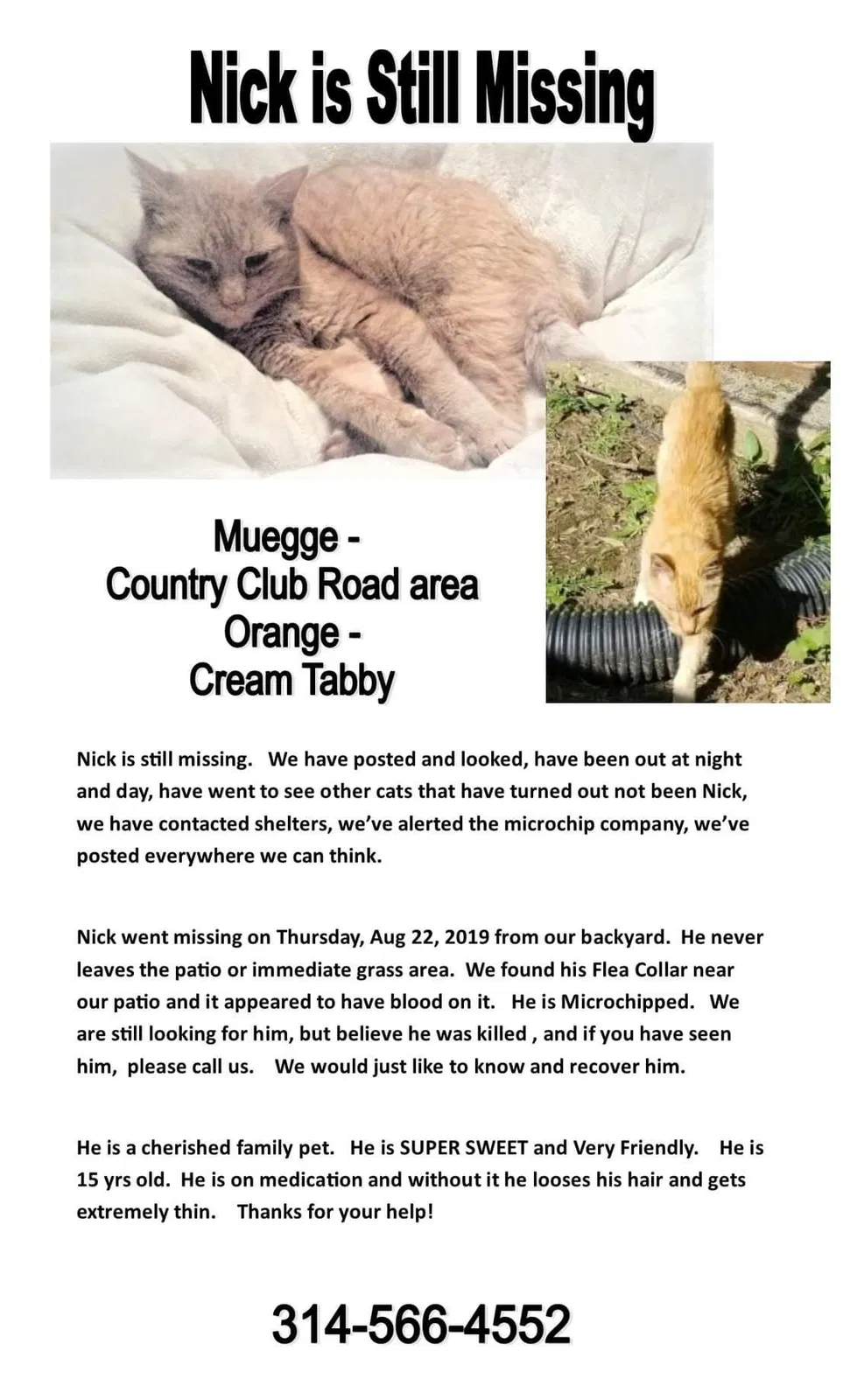 Lost cat in Saint Charles, MO, 63303