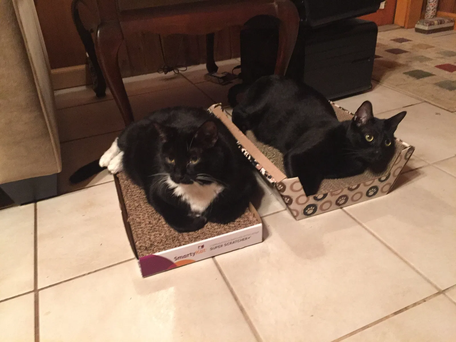 Lost cat in Franklin, NC, 28734