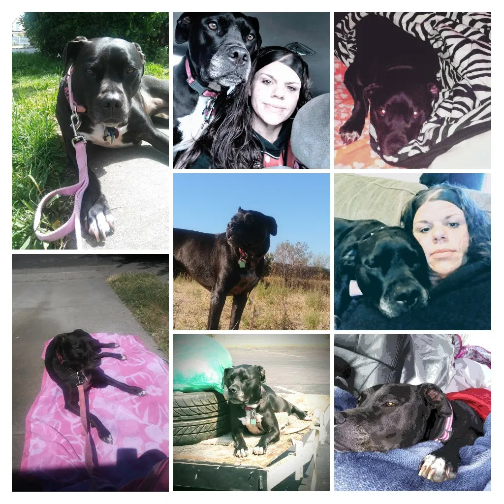 Lost dog in Vallejo, CA, 0