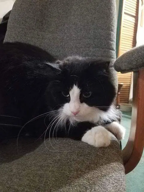 Lost cat in Cincinnati, OH, 45215