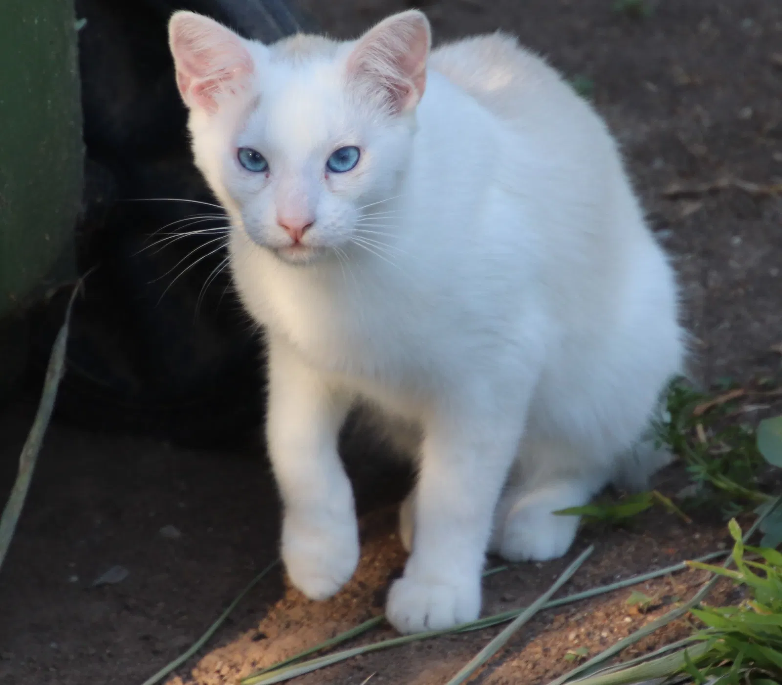 Lost cat in Los Angeles, CA, 90042