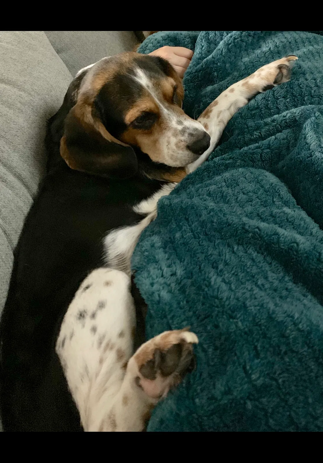 Lost dog in Dunnellon, FL, 34432