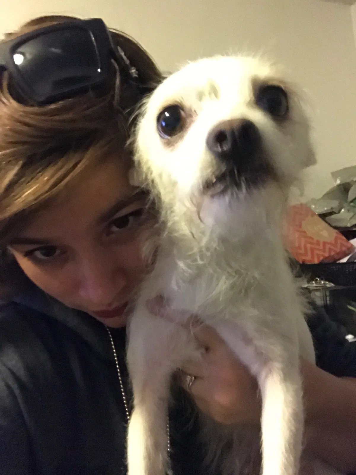 Lost dog in Oceanside, CA, 92056