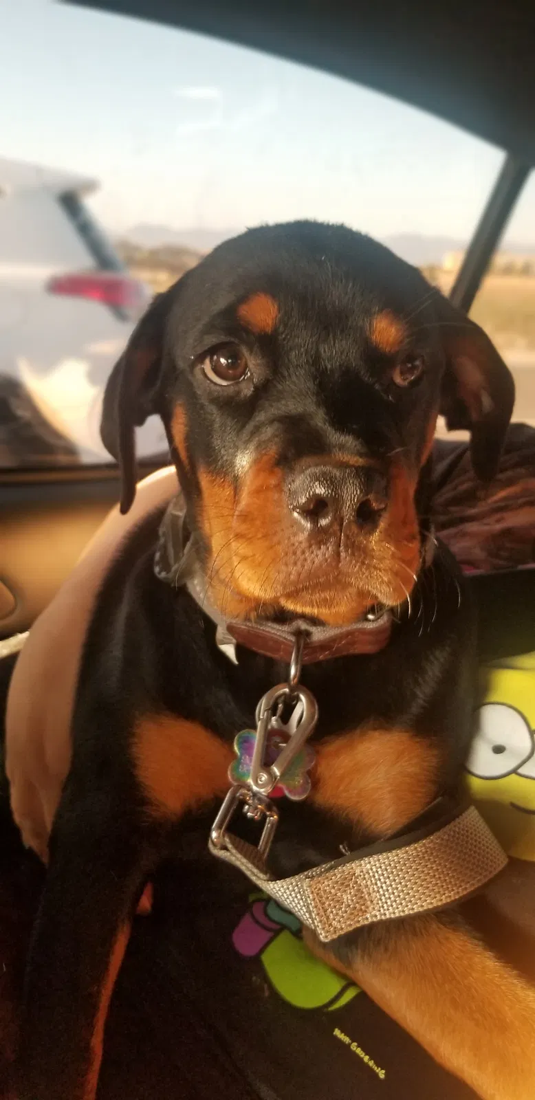 Lost dog in Fontana, CA, 92335
