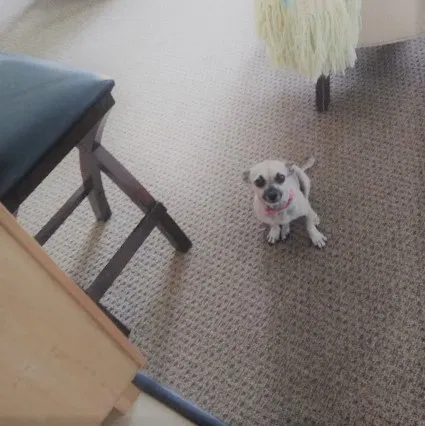 Lost dog in Denver, CO, 80224