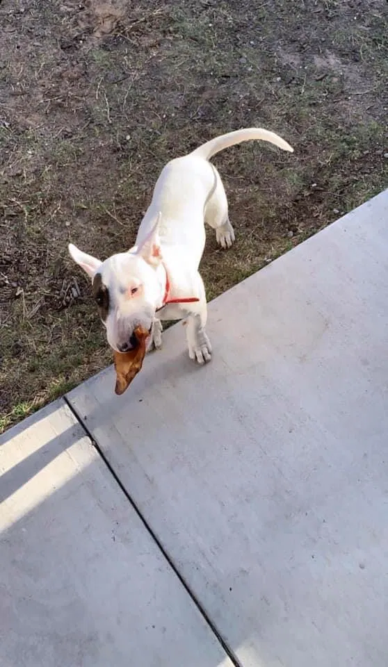 Lost dog in El Paso, TX, 79924