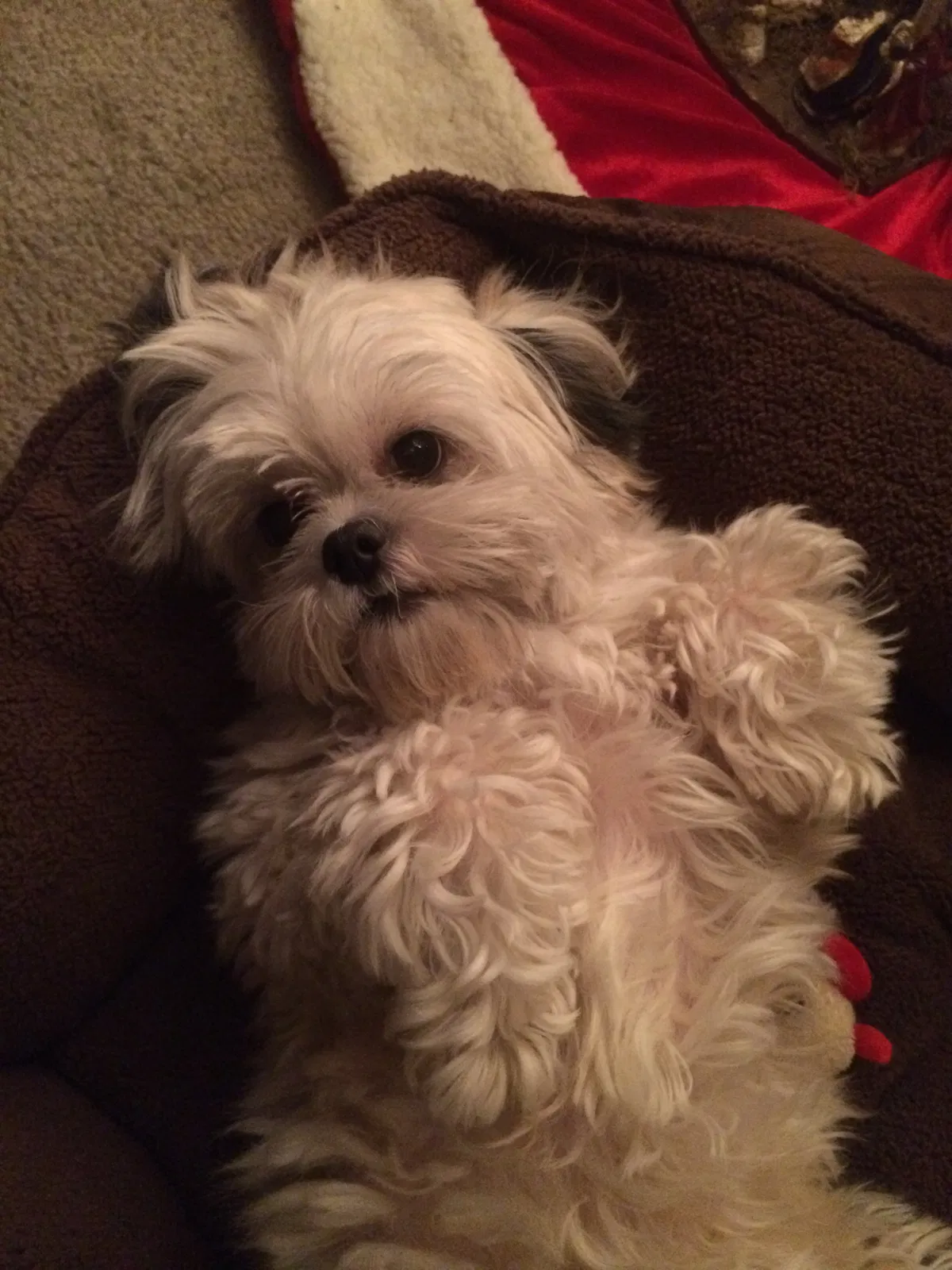 Lost dog in White Plains, MD, 20695