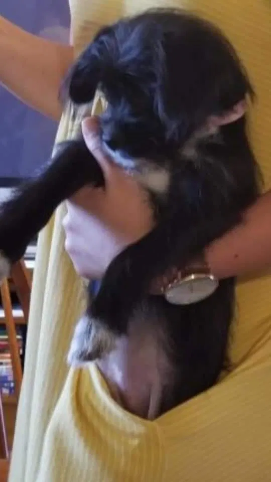 Lost dog in Little Rock, AR, 72209