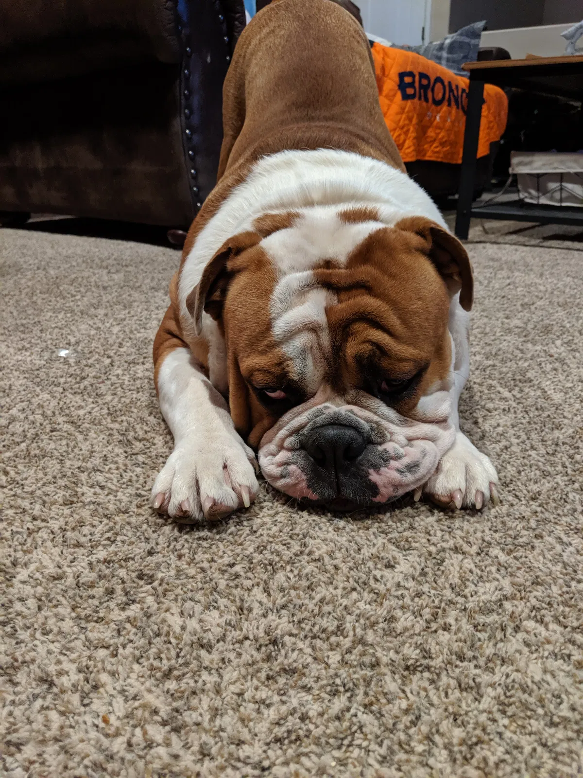Lost dog in Keenesburg, CO, 80643