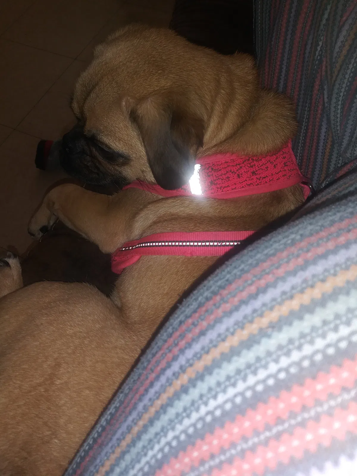 Lost dog in Rahway, NJ, 7065