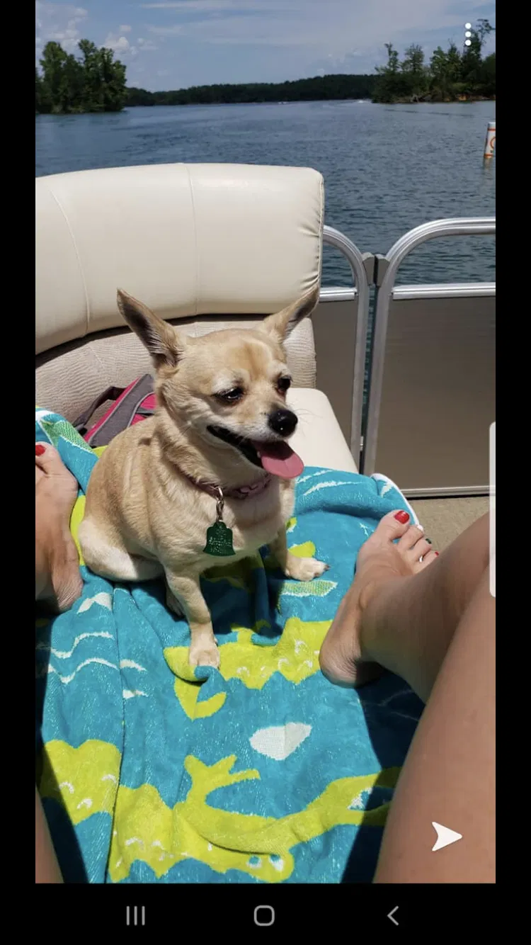 Lost dog in Longwood, FL, 32779