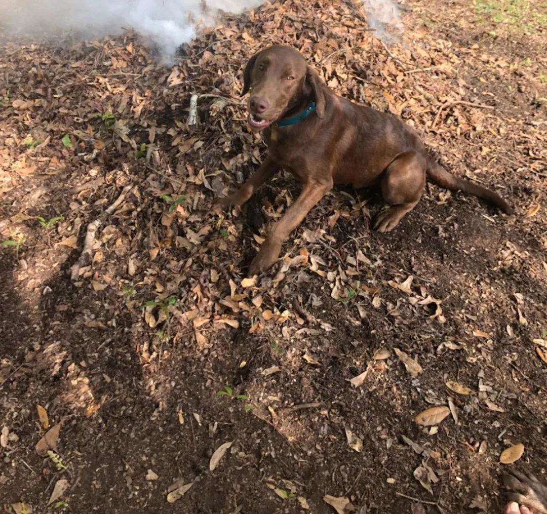 Lost dog in Lexington, SC, 29073