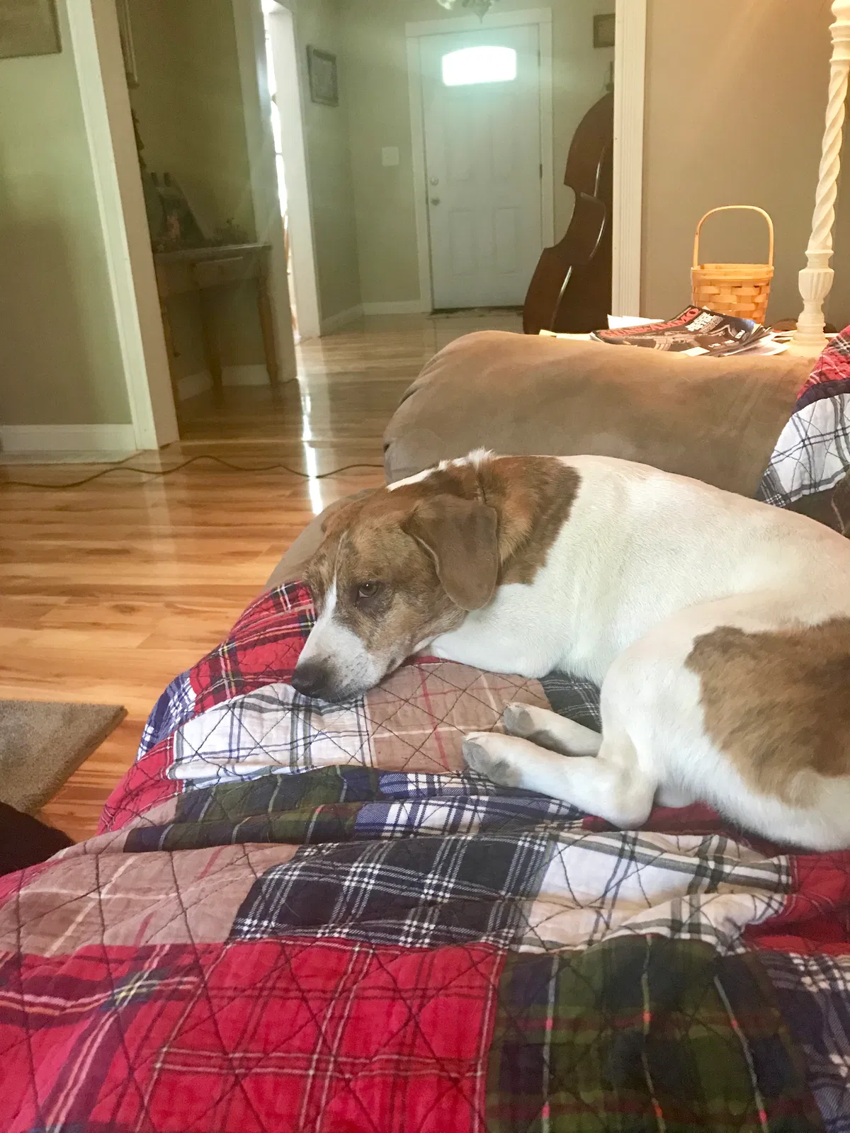 Lost dog in Ironton, OH, 45638