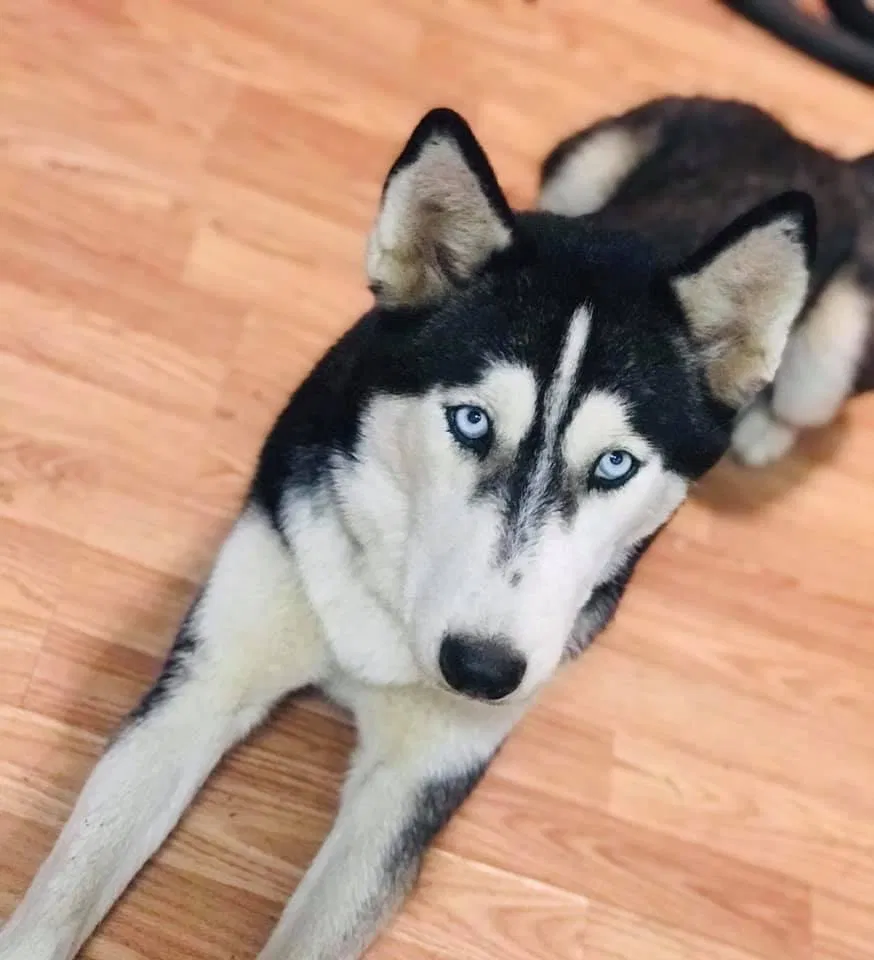 Lost dog in Hattiesburg, MS, 39401