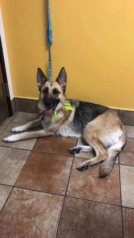 Lost dog in Florence, KY, 41042