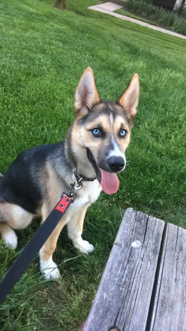 Lost dog in Cincinnati, OH, 45241