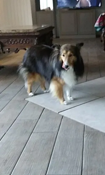 Lost dog in Auburndale, FL, 33823