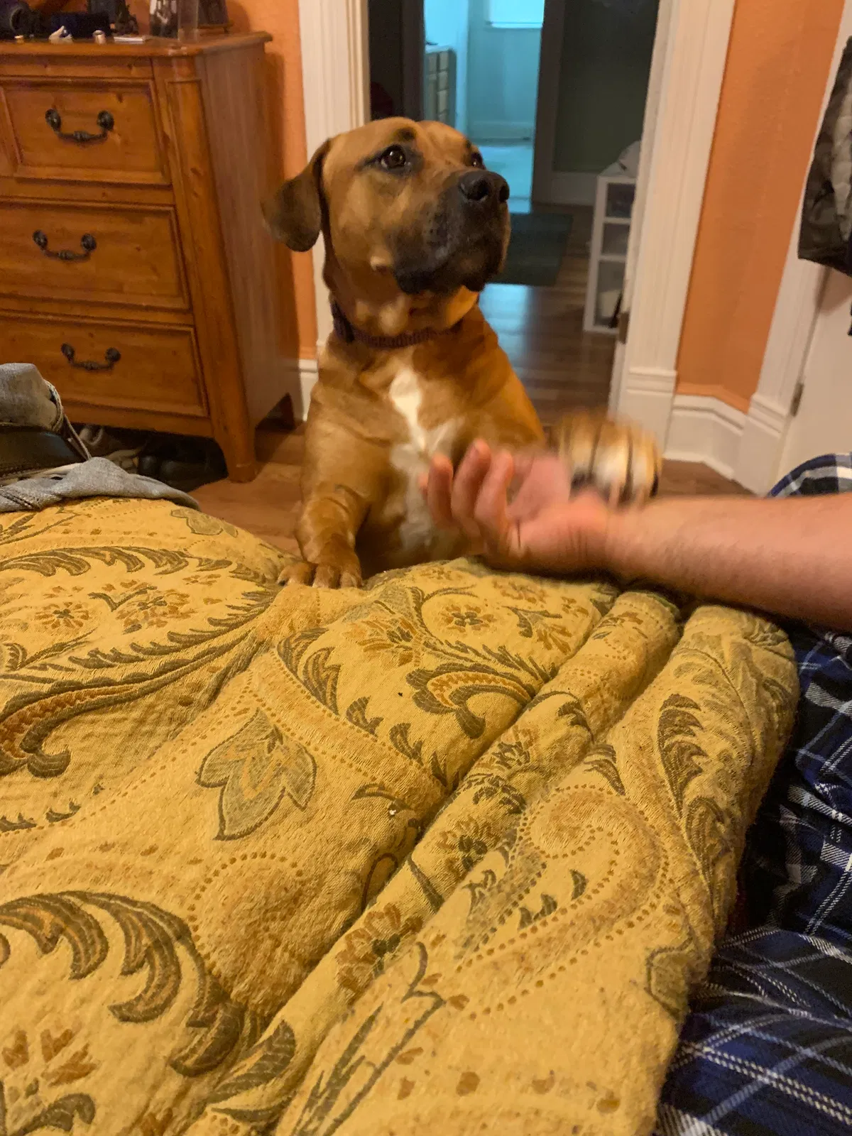 Lost dog in Little Rock, AR, 72211