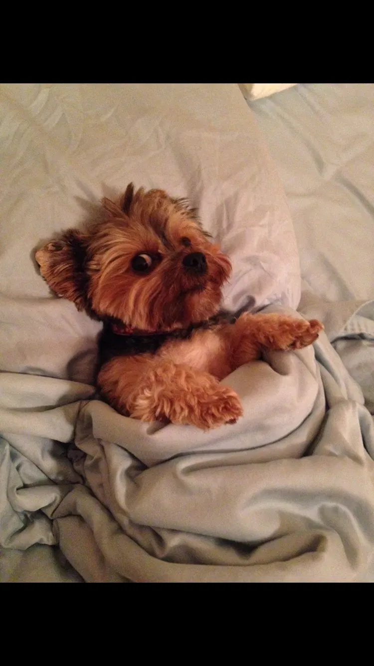 Lost dog in Lincolnton, NC, 28092