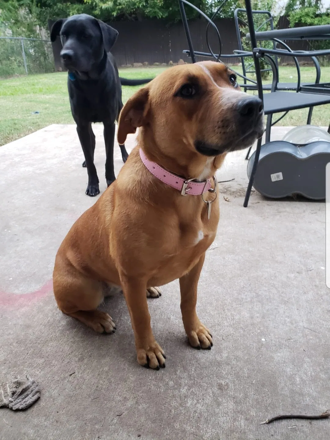 Lost dog in Tulsa, OK, 74146