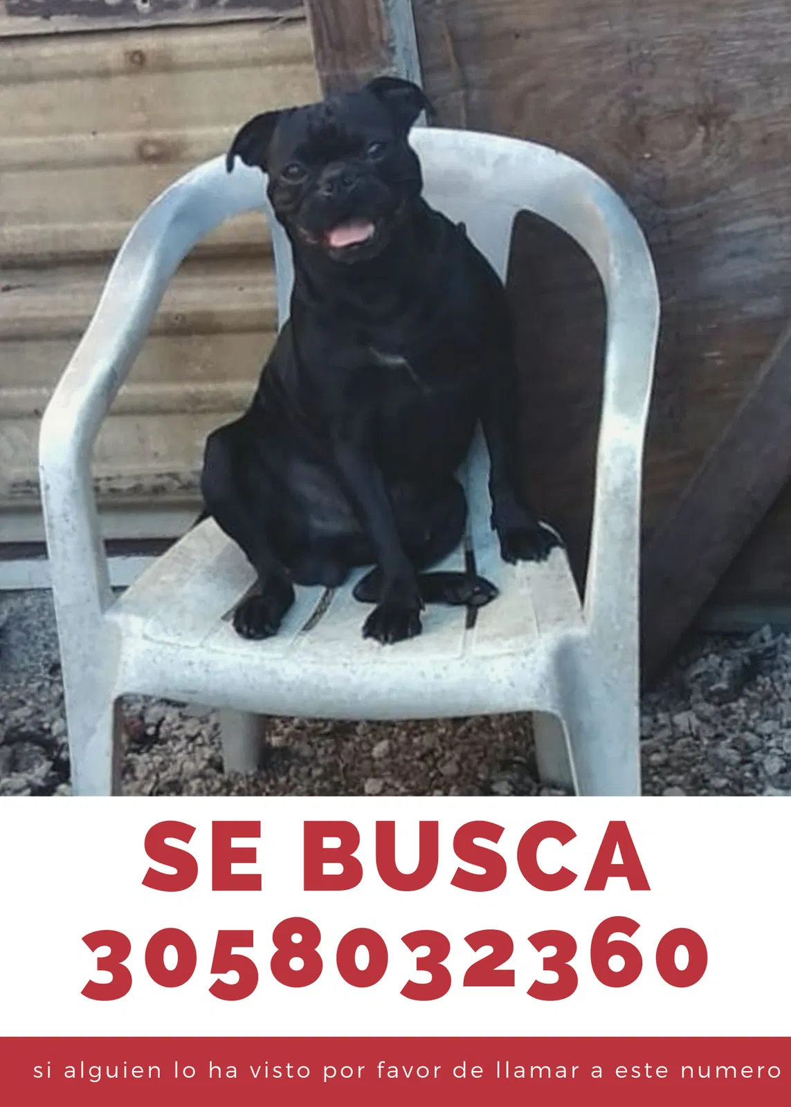 Lost dog in Hialeah, FL, 33018