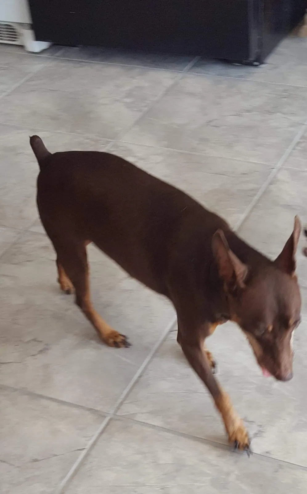 Lost dog in Bradenton, FL, 34208