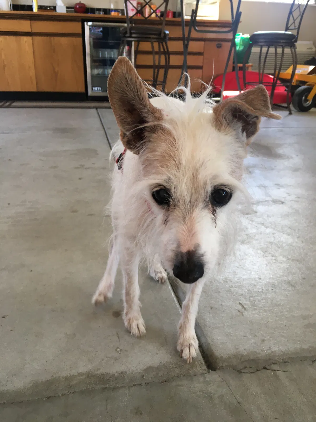 Lost dog in Lincoln, NE, 68516