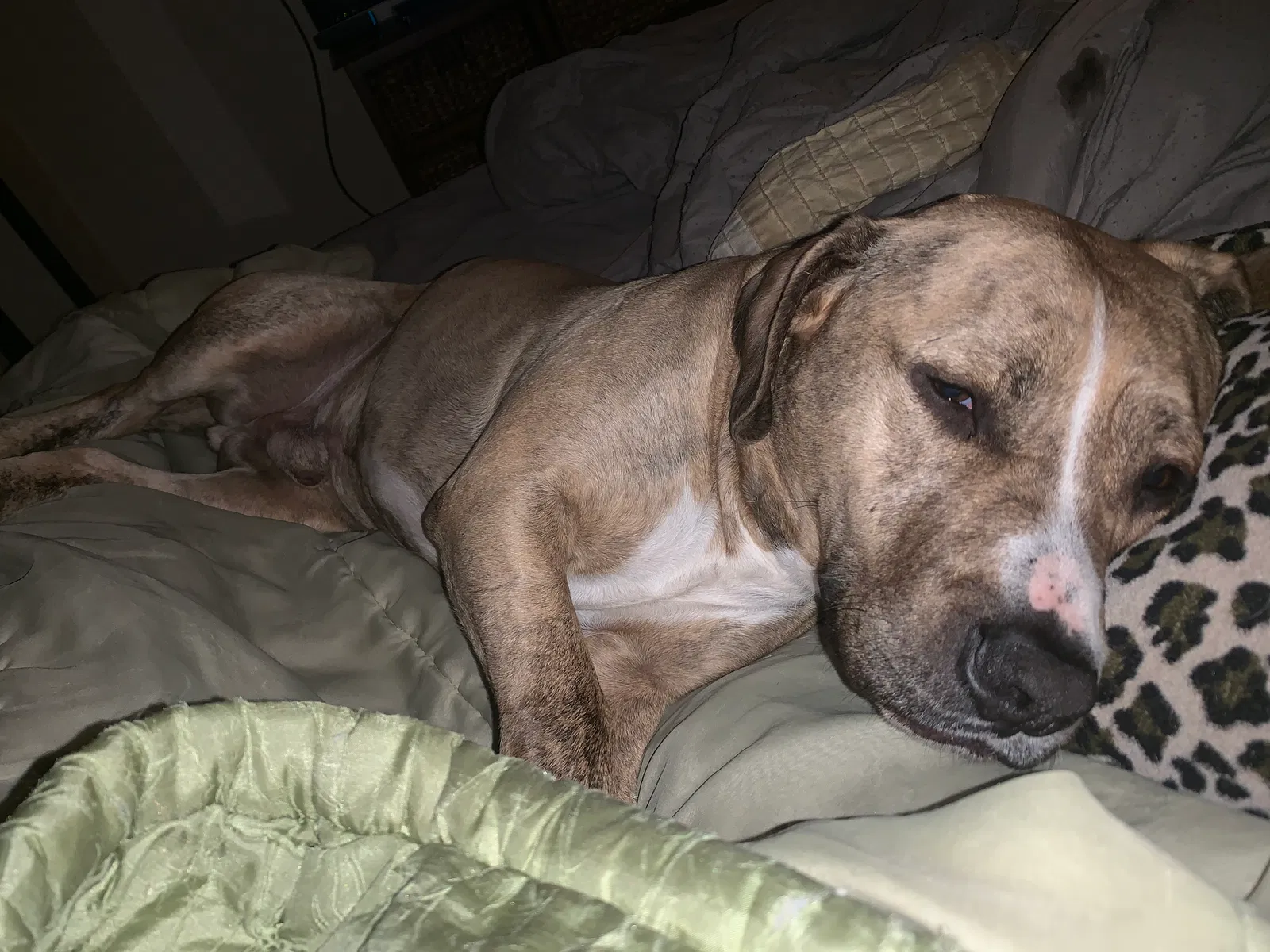 Lost dog in Spokane, WA, 99207