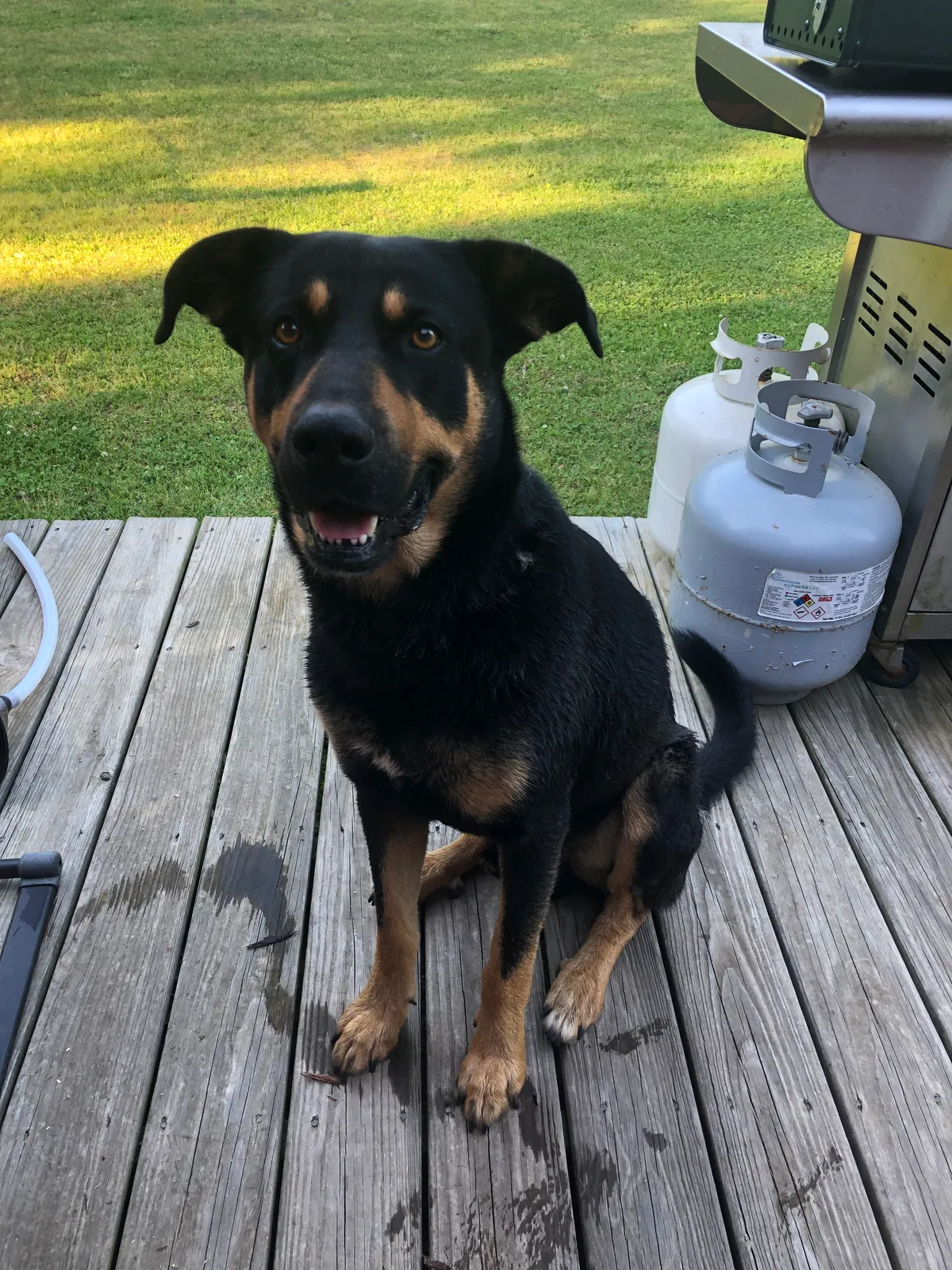 Lost dog in Maysville, GA, 30558
