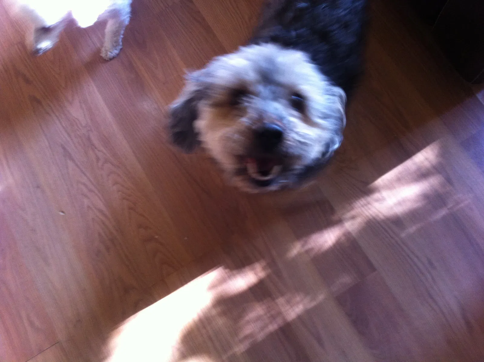 Lost dog in Trevor, WI, 53179