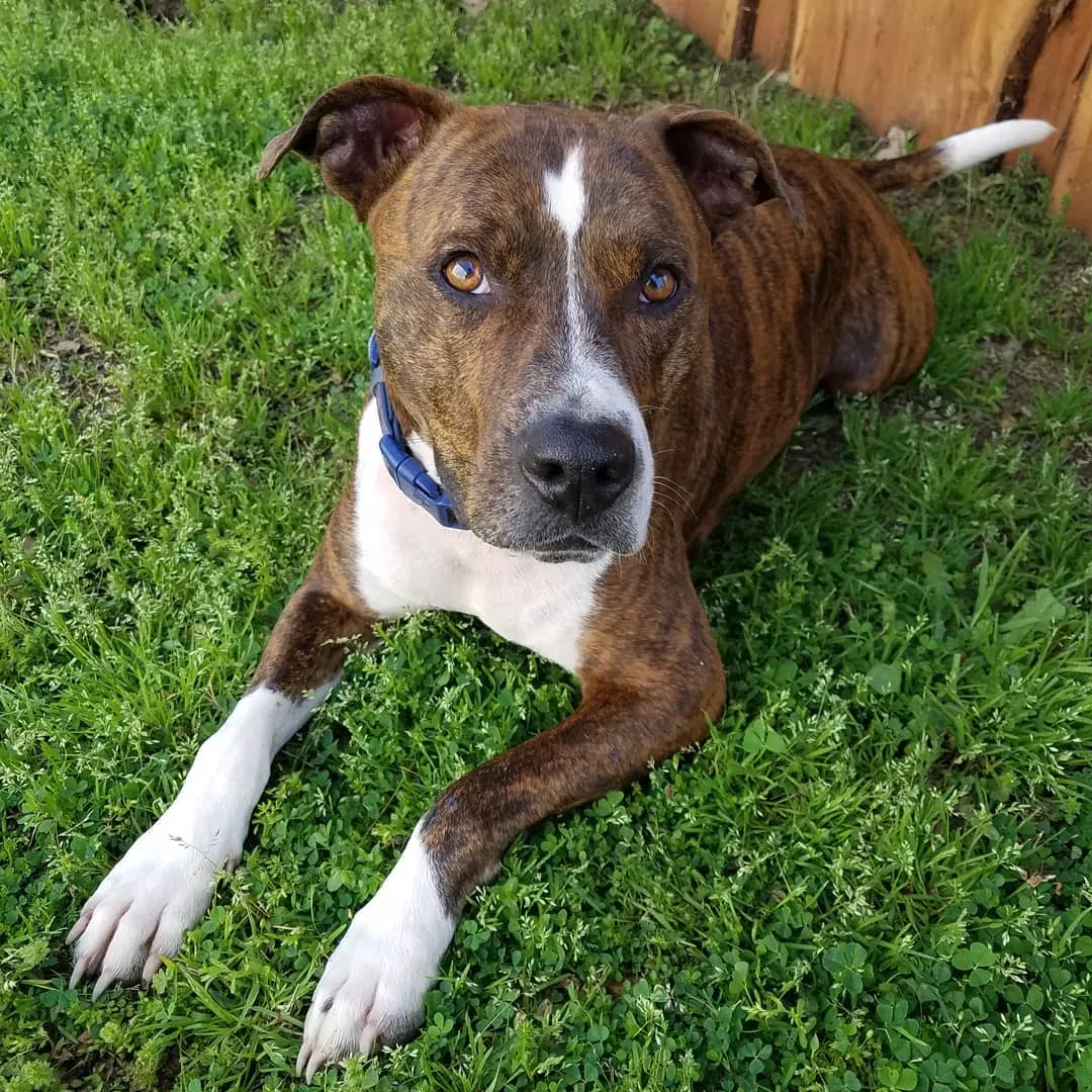 Lost dog in Wills Point, TX, 75169