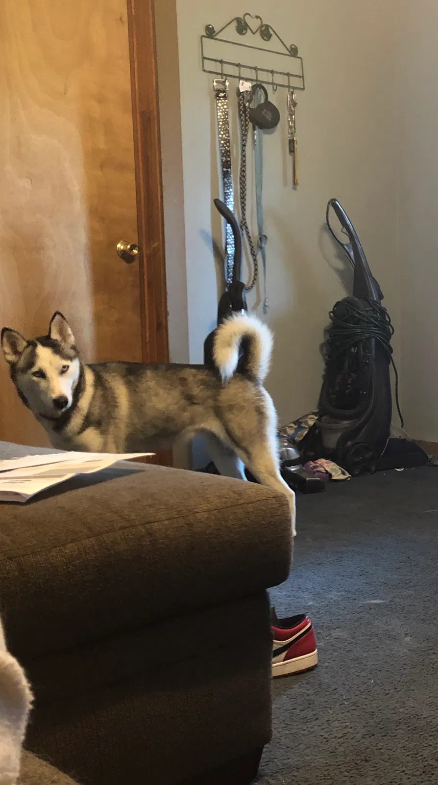 Lost dog in Jasonville, IN, 47438