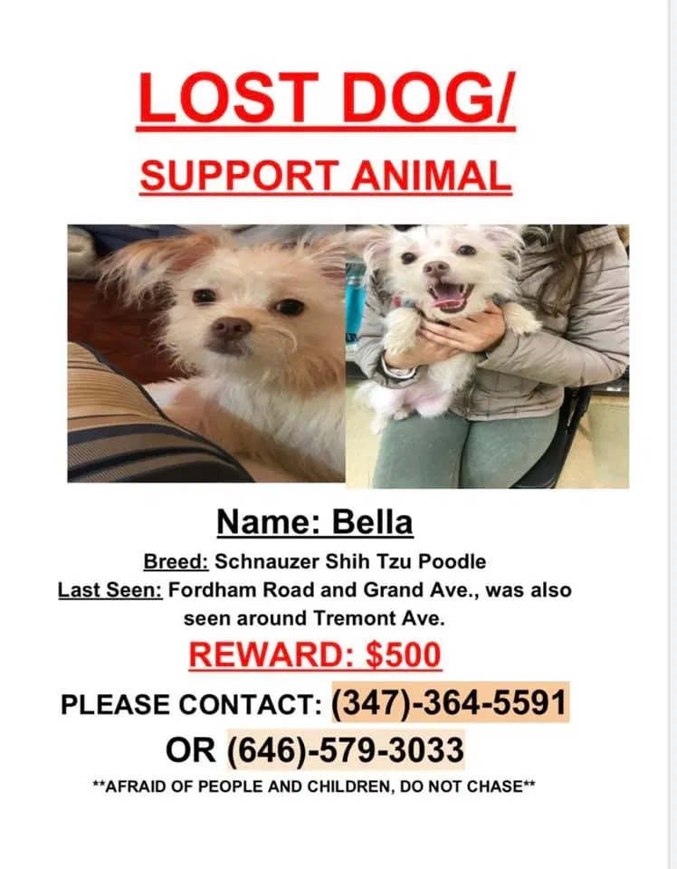 Lost dog in Bronx, NY, 10468