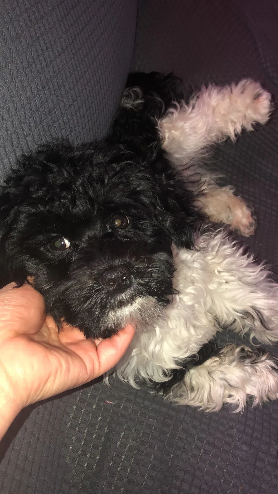 Lost dog in Baltimore, MD, 21215