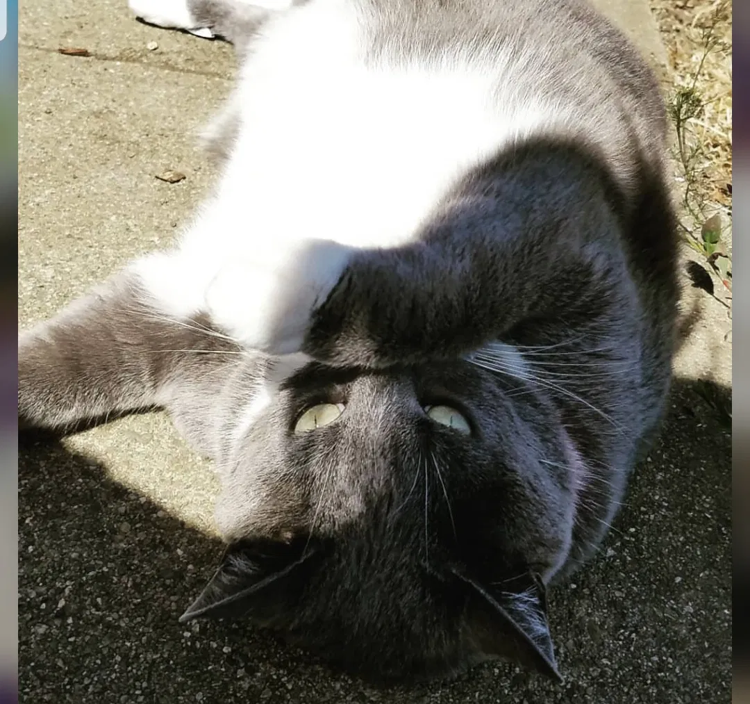 Lost cat in Pacifica, CA, 94044