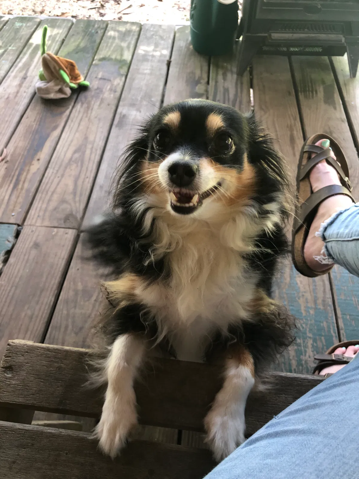 Lost dog in Braxton, MS, 39044