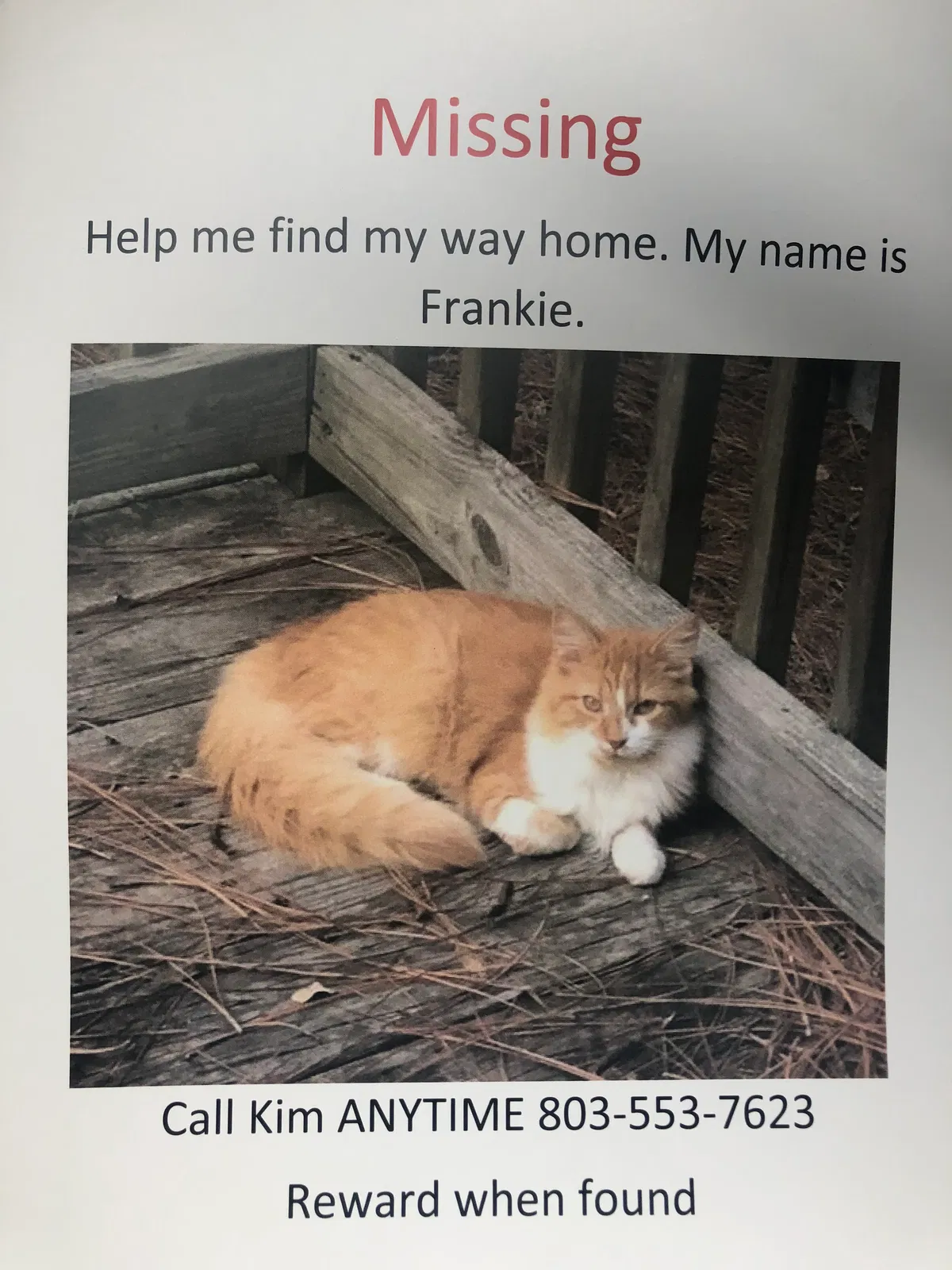 Lost cat in Lexington, SC, 29073