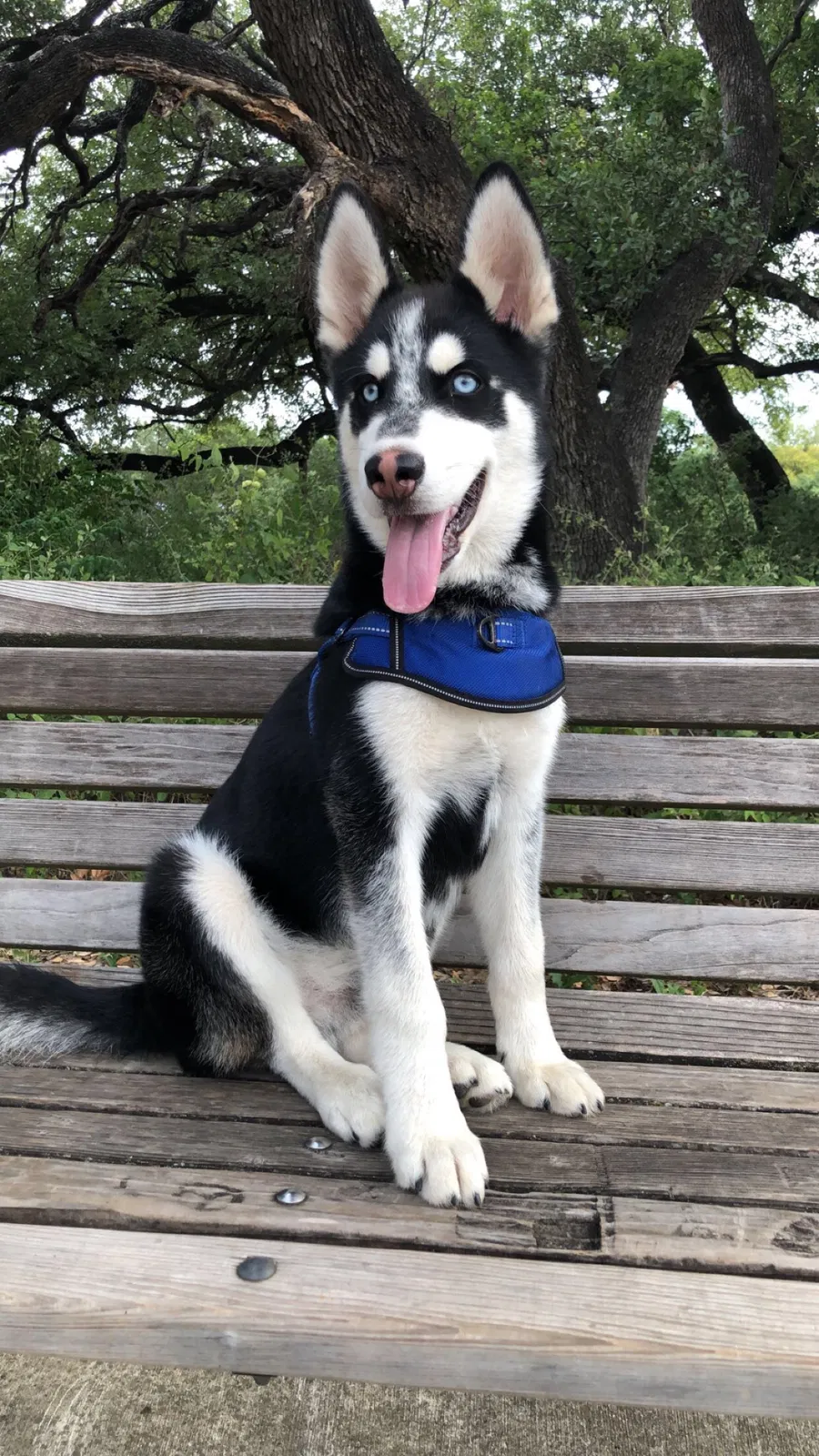 Lost dog in San Antonio, TX, 78249