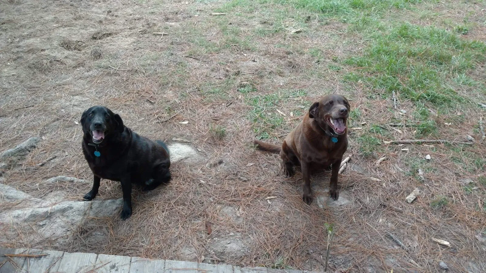 Lost dog in Tickfaw, LA, 70466