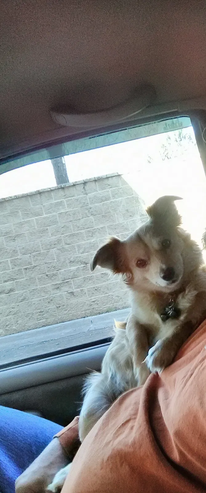 Lost dog in New Braunfels, TX, 78130