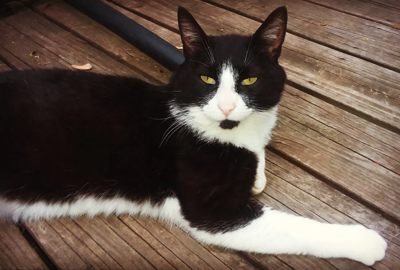 Lost cat in Concord, MI, 49237
