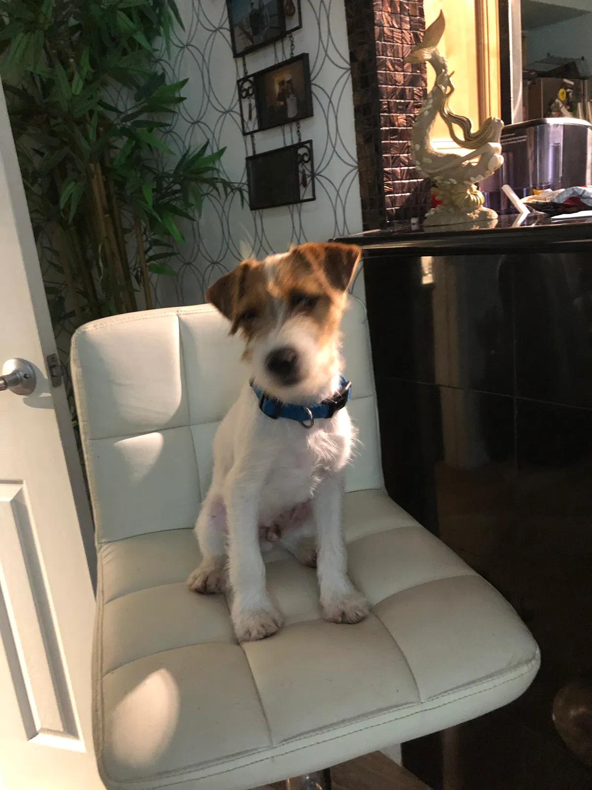 Lost dog in Cocoa Beach, FL, 32931