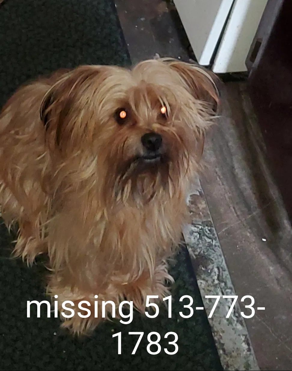 Lost dog in Hamilton, OH, 45011