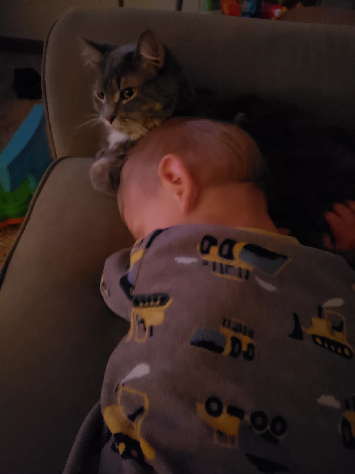 Lost cat in Big Lake, MN, 55309