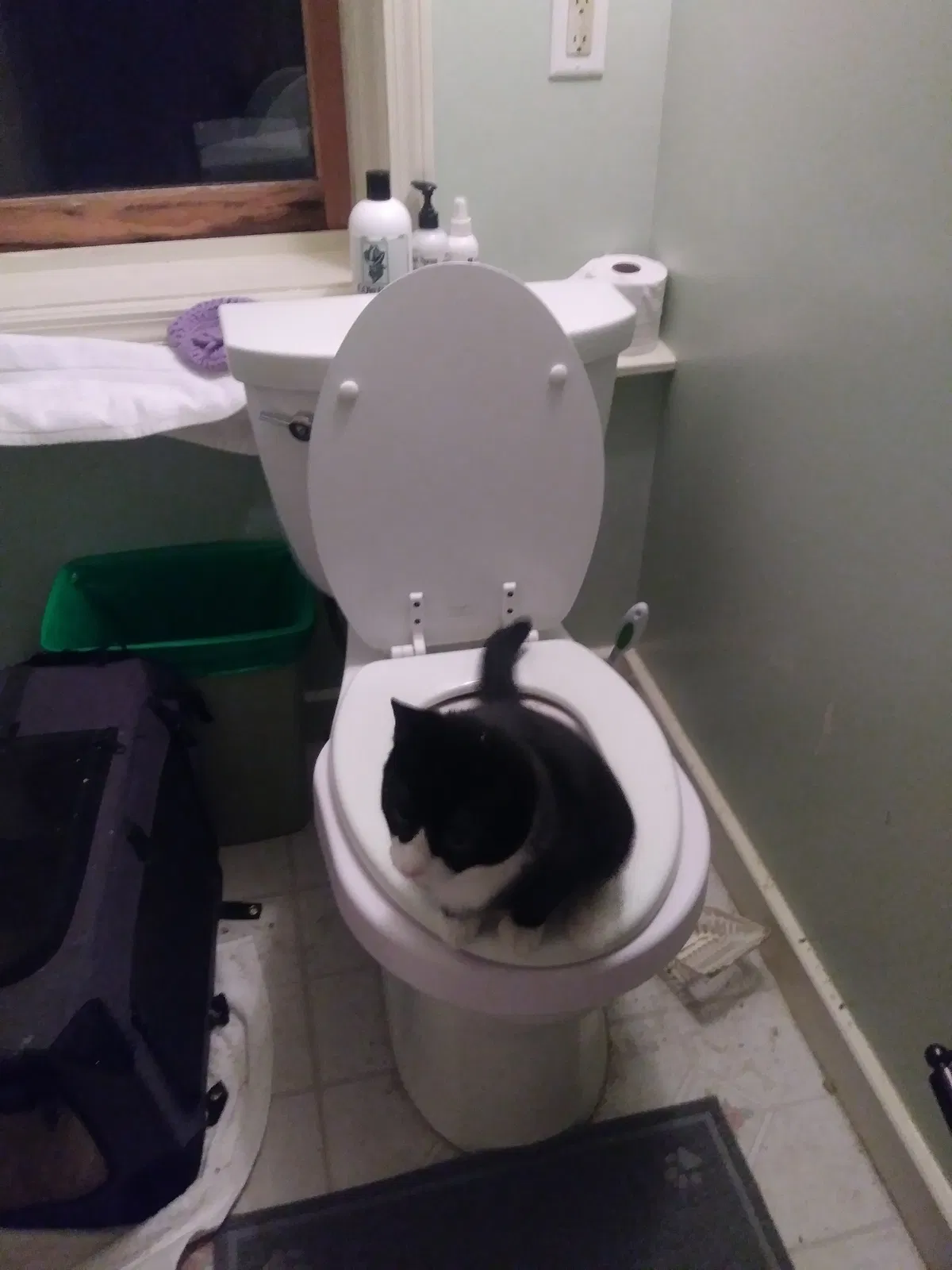 Lost cat in Minneapolis, MN, 55446