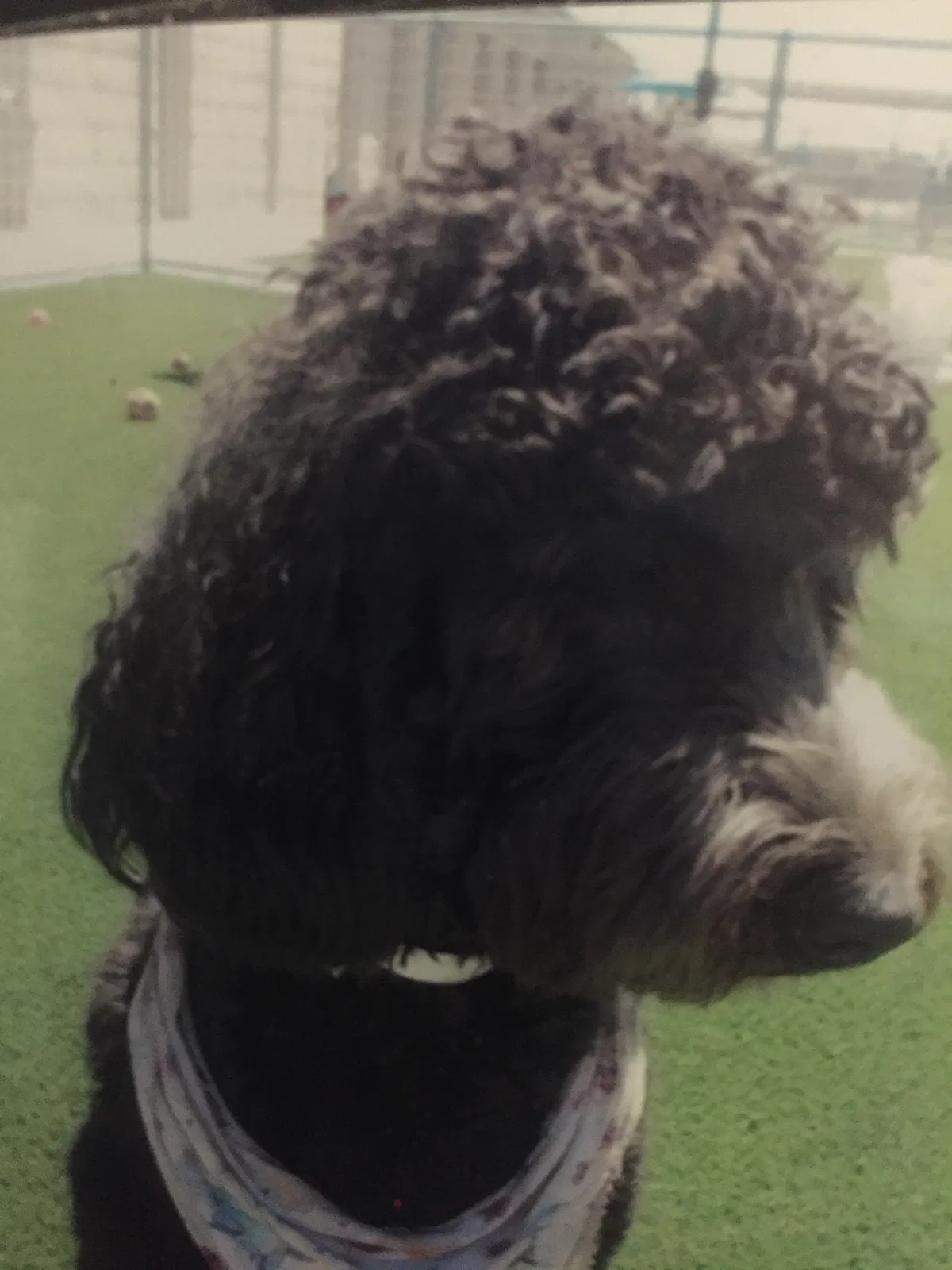 Lost dog in Fresno, CA, 93710