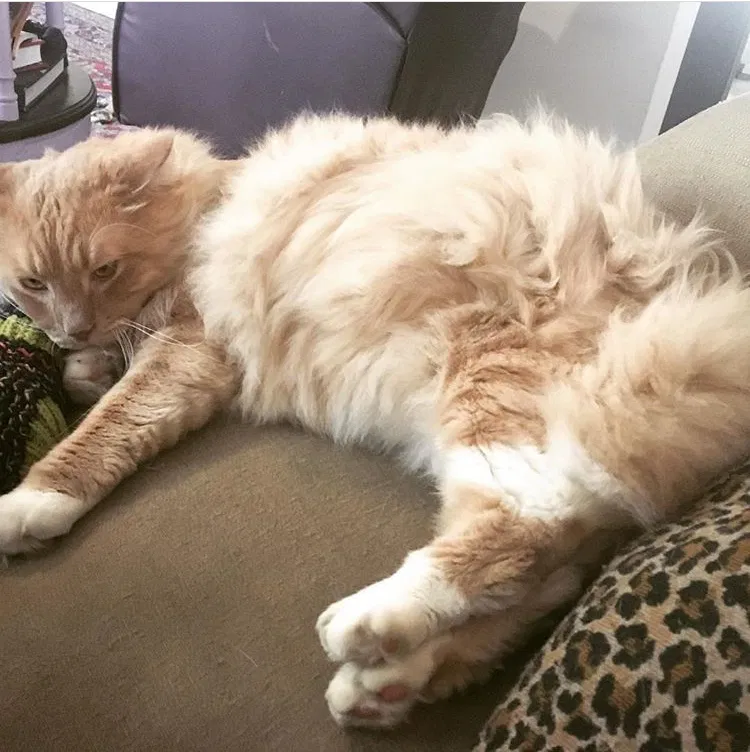 Lost cat in Sarasota, FL, 34237