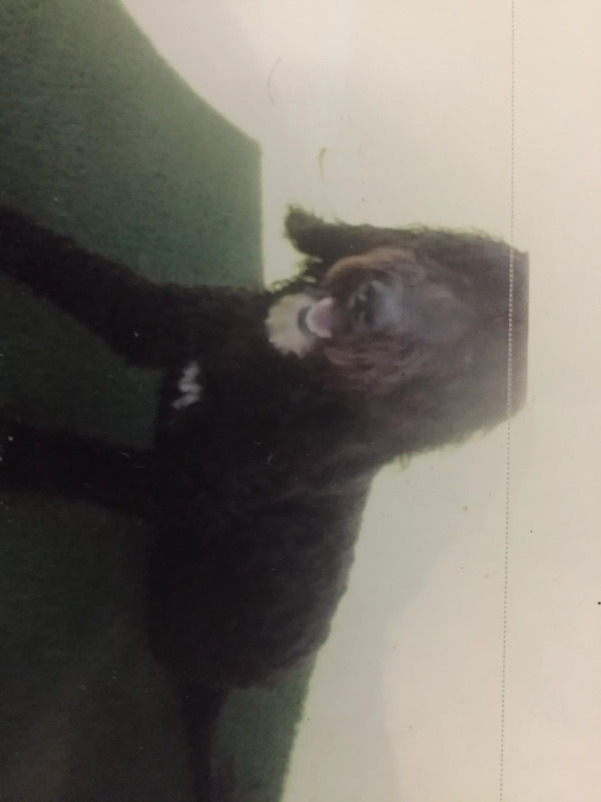 Lost dog in Fresno, CA, 93710