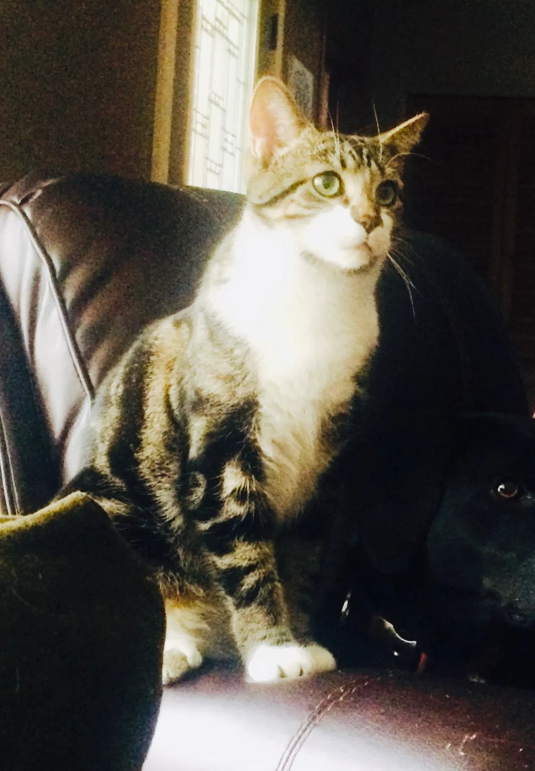 Lost cat in Utica, MI, 48316